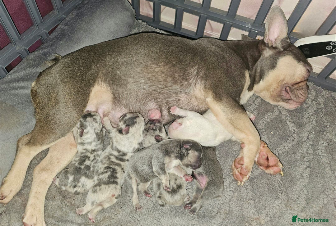 French Bulldog dogs for sale: 3 beautiful french bulldogs left - Image 10