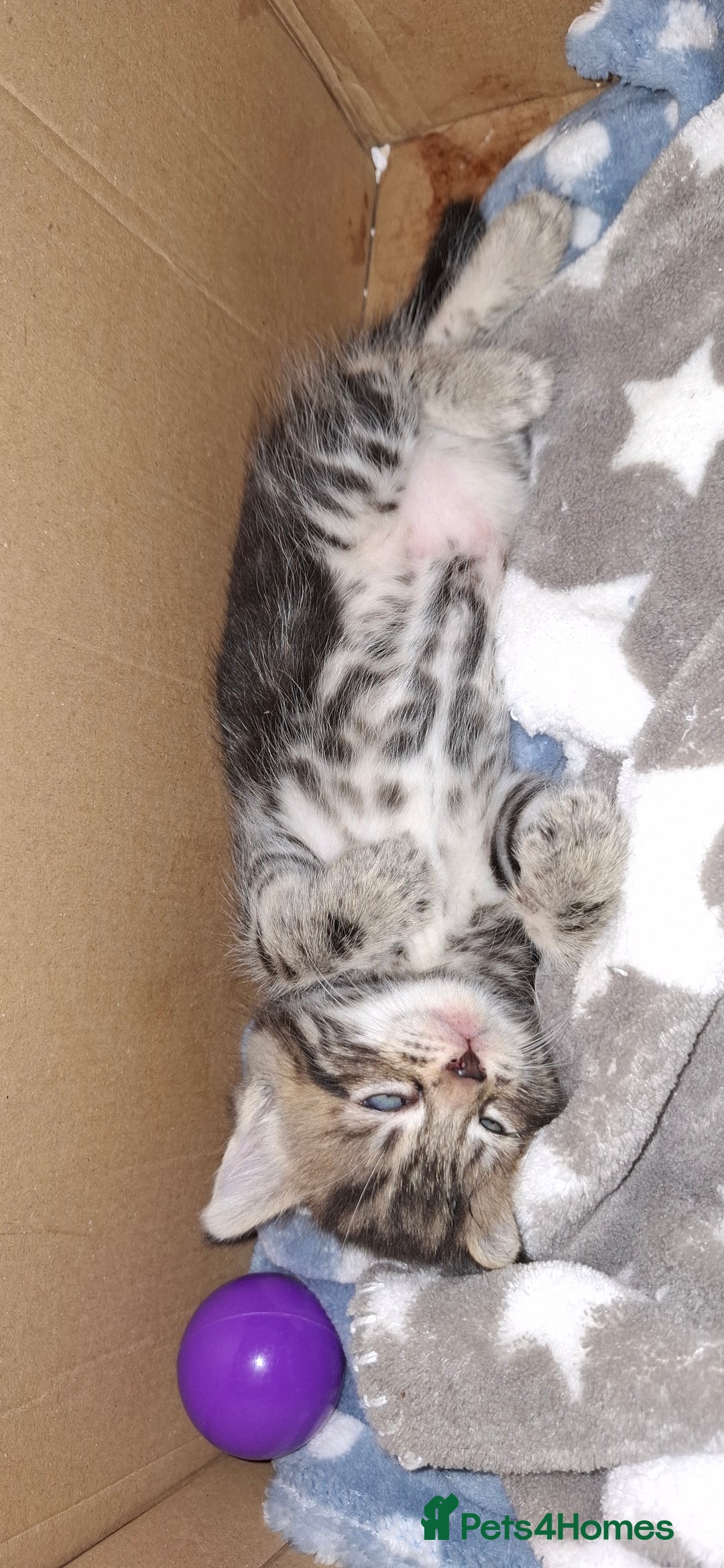 Mixed Breed cats for sale: 3 fluff balls looking for forever homes  - Image 5
