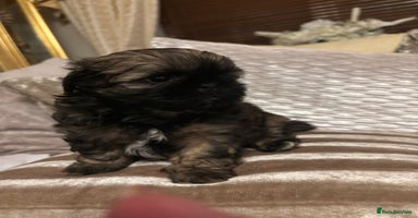 Shih Tzu dogs - Advert 4