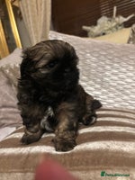 Shih Tzu dogs - Advert 3