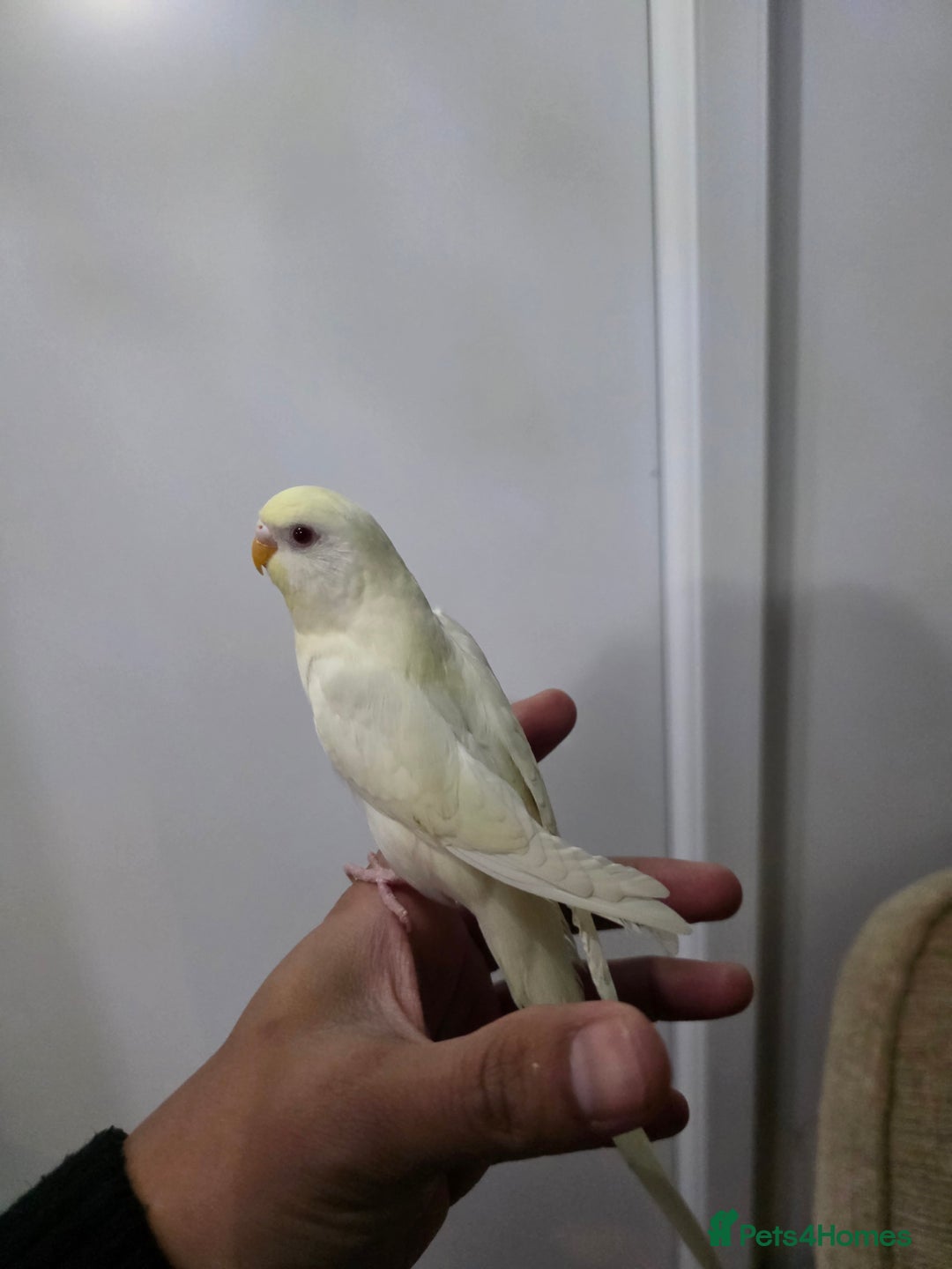 Budgerigars birds for sale: Hand tamed baby budgies for sale  - Advert 7