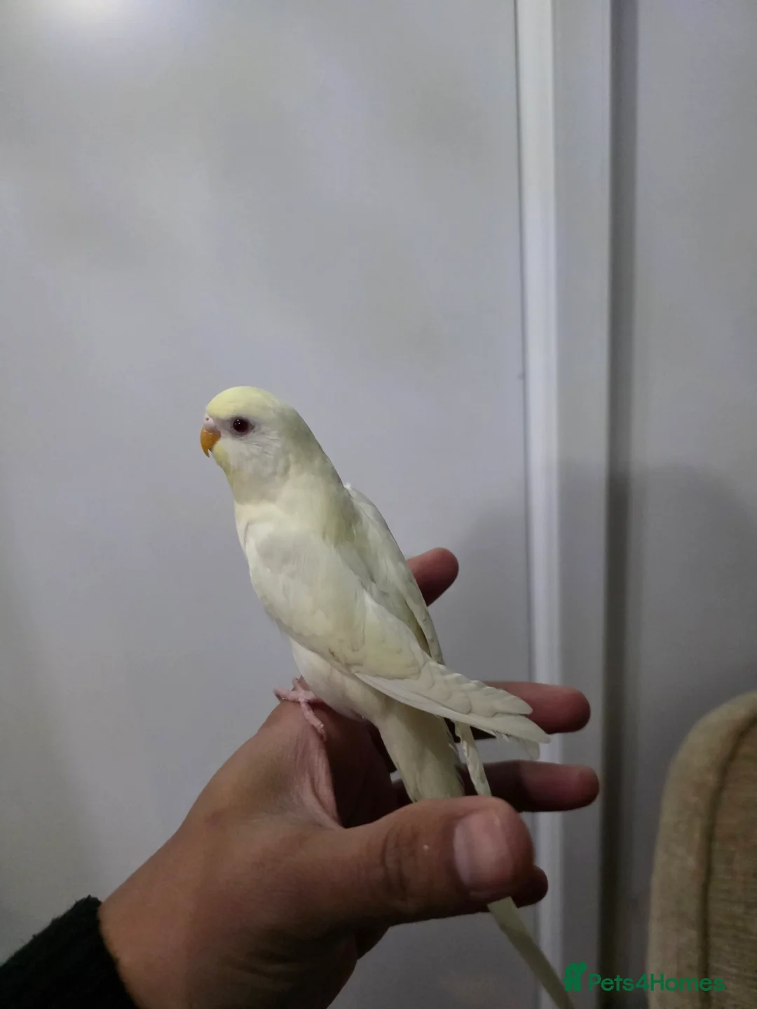 Budgerigars birds for sale: Hand tamed baby budgies for sale  - Advert 9