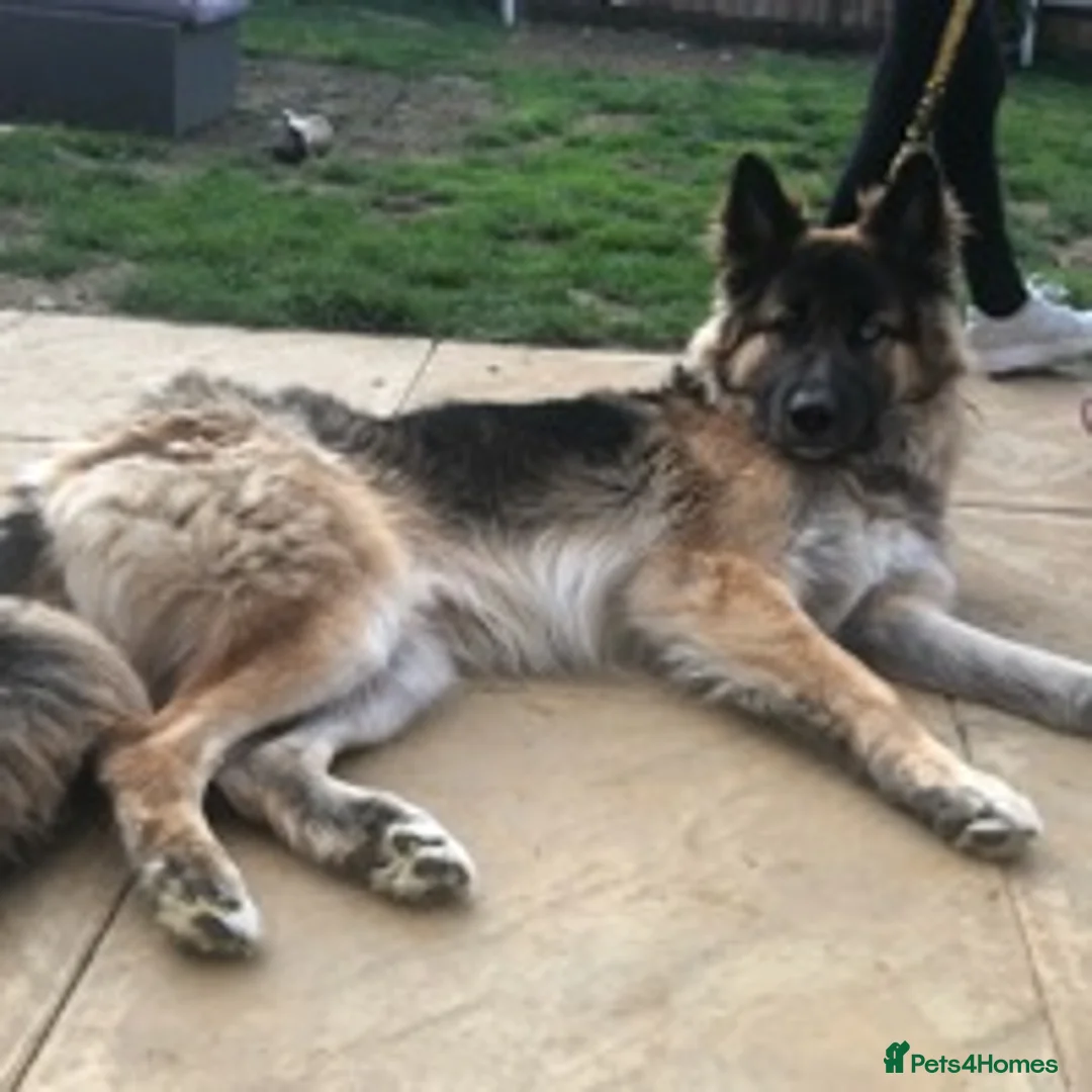 German Shepherd dogs for stud: German Shepard up for stud  in Erith - Advert 5