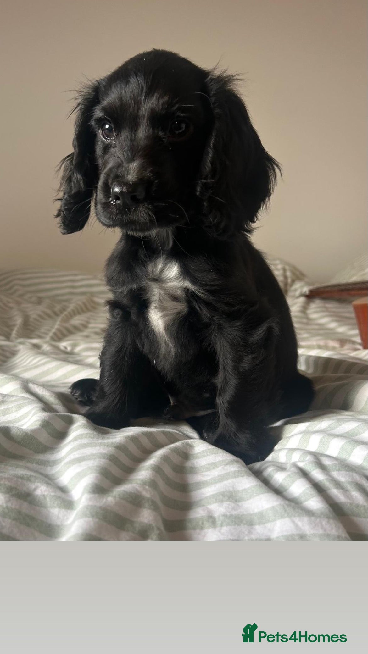 Cocker Spaniel dogs 1 boy left Show cocker spaniels - Advert 6