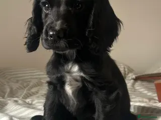 Cocker Spaniel dogs 1 boy left Show cocker spaniels - Advert 6