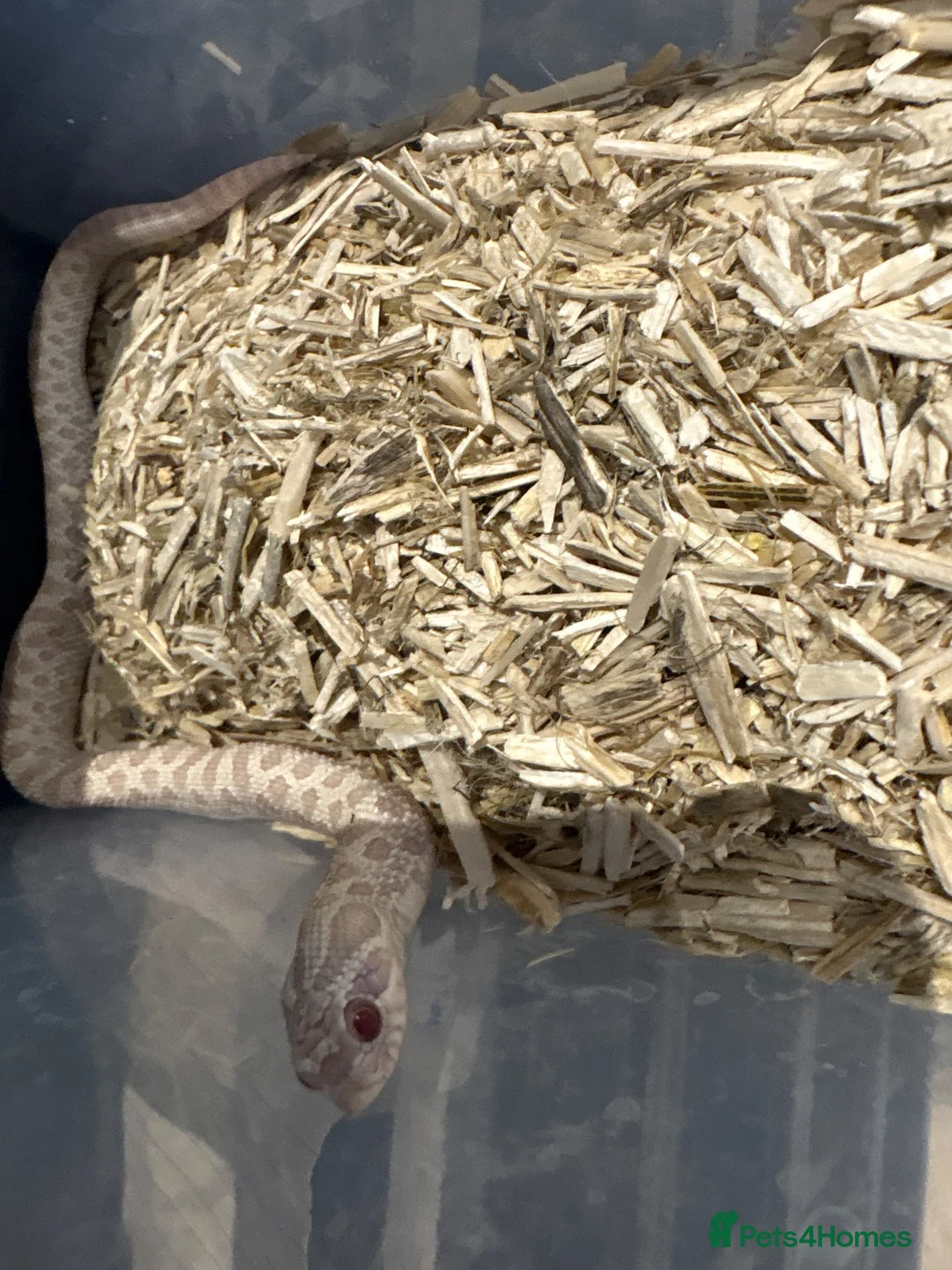 Snake reptiles for sale: Snow western Hognose 66 het sable  - Advert 2