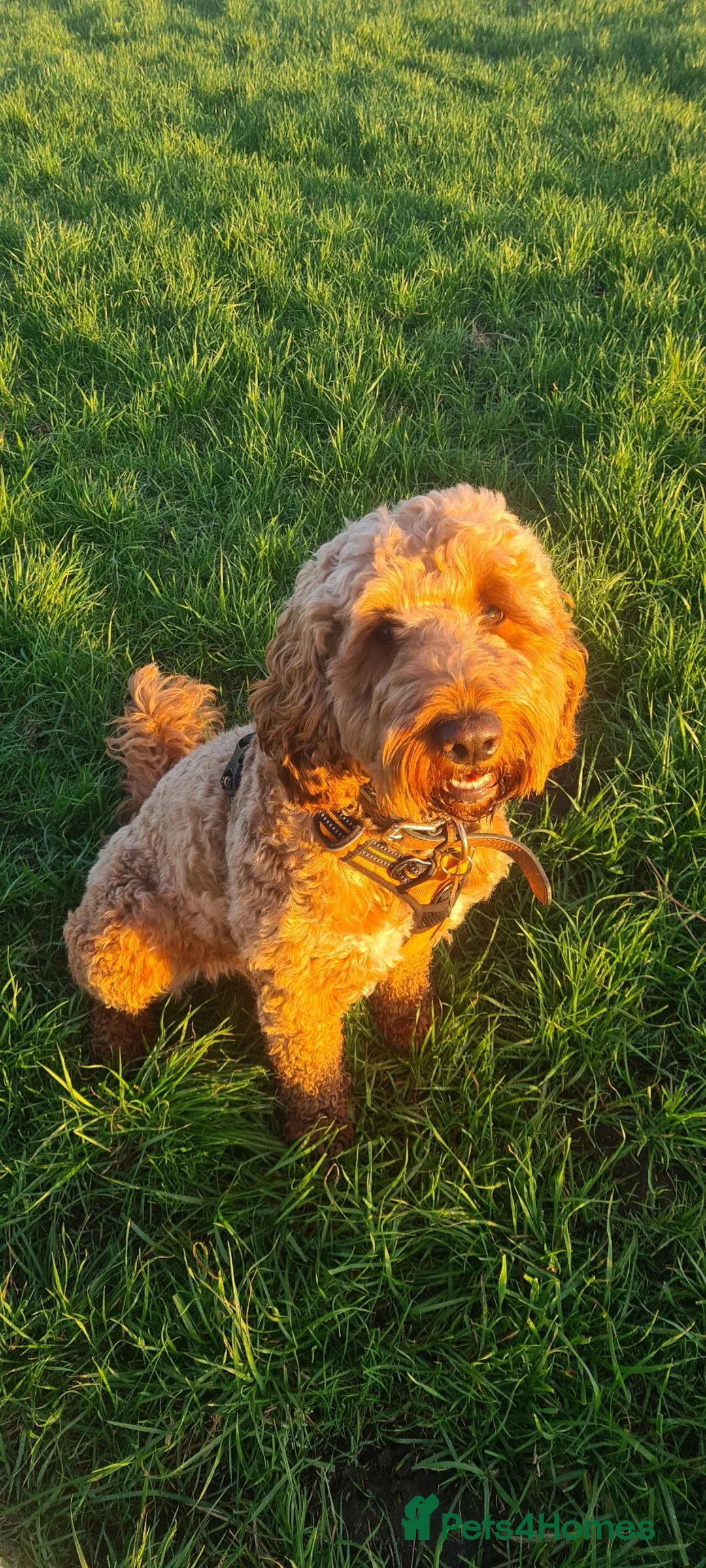 Cockapoo dogs for stud: Stunning F1 Cockapoo for stud. - Advert 2