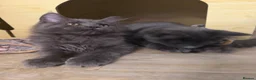 Maine Coon cats for sale: 🔥*💙*STUNNING SOLID BLUE MAINE COON KITTENS*💙*🔥 - Advert 23