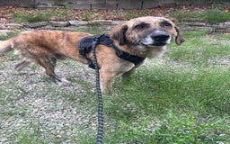 Mixed Breed dogs for adoption: 🚨 URGENT HOME NEEDED - Image 8