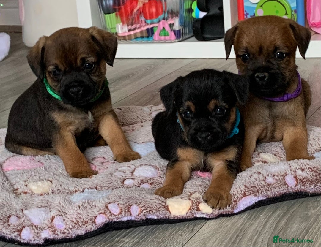 Border Terrier dogs for sale: Healthy Companions KC registered  - Advert 21