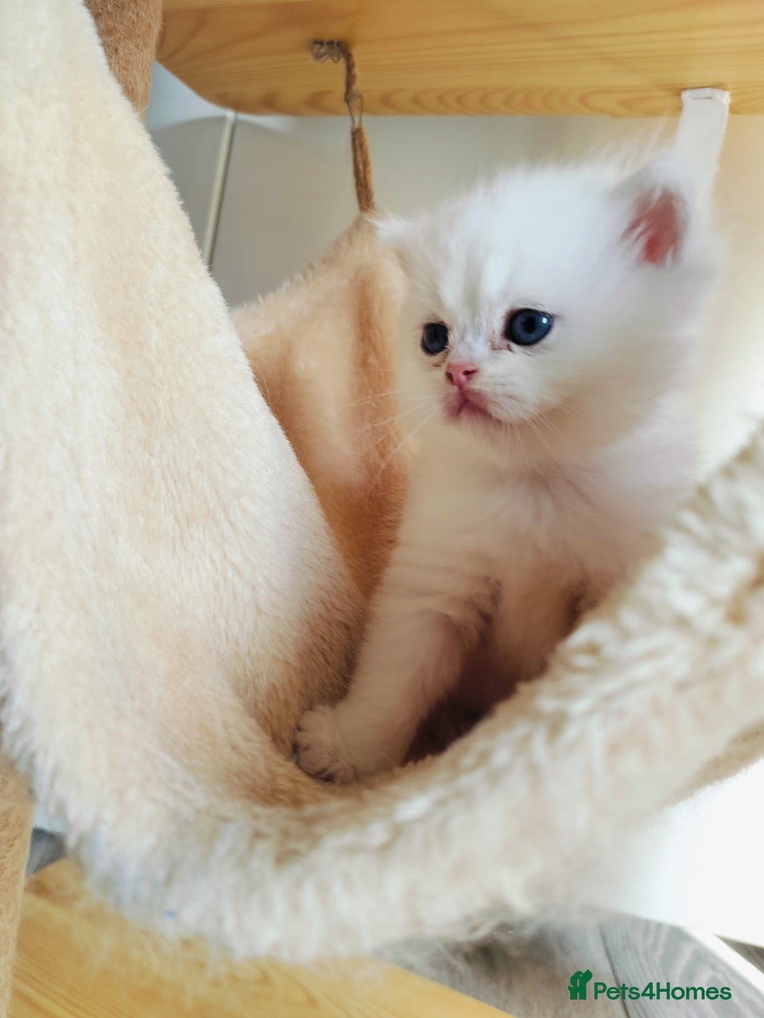 British Shorthair cats for sale: British shorthair kittens  - Image 13