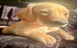 Miniature Dachshund dogs for sale: Miniature dachshund puppies  - Advert 17