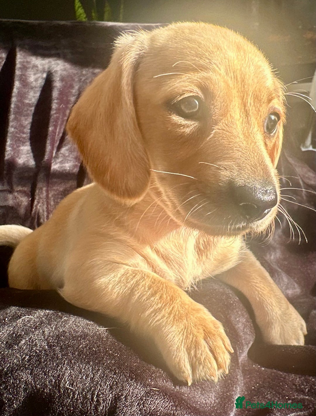 Miniature Dachshund dogs for sale: Miniature dachshund puppies  - Advert 17