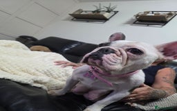French Bulldog dogs for sale: 3yr old French bulldog bitch  - Image 4