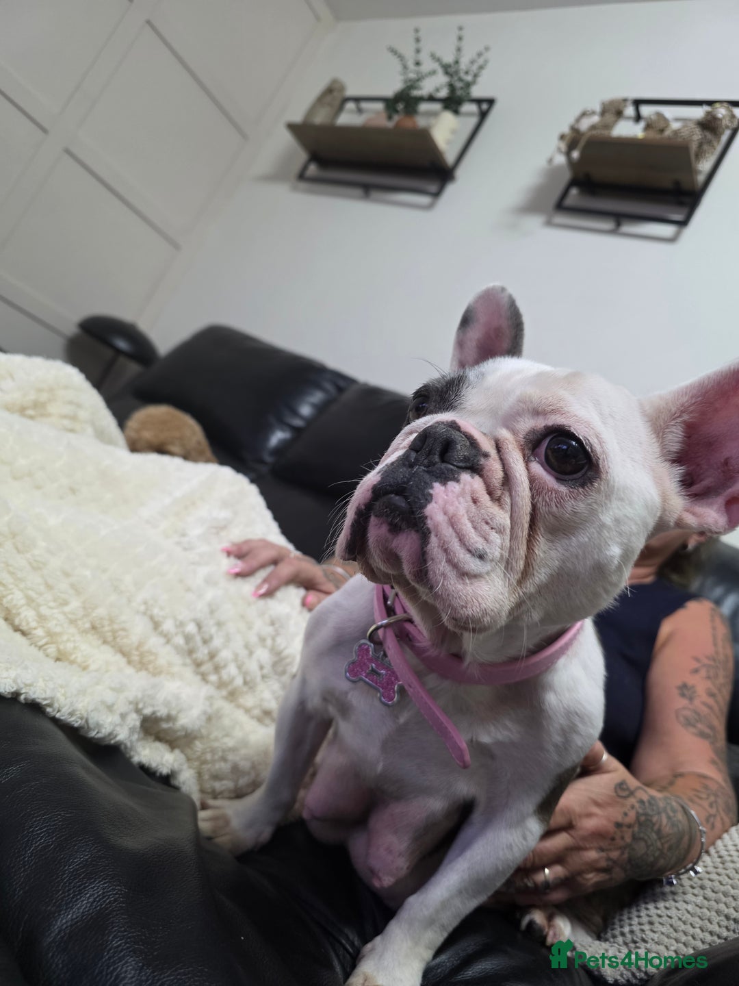 French Bulldog dogs for sale: 3yr old French bulldog bitch  - Image 4
