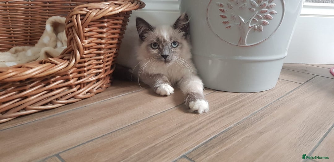 Siberian cats for sale: Beautiful Siberian Neva Masquerade kitten in Wellingborough - Image 3