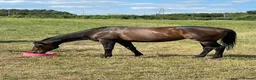 English Thoroughbred horses for sale: Sienna - 15.2hh, 10yo TB MARE in Corby - Advert 11