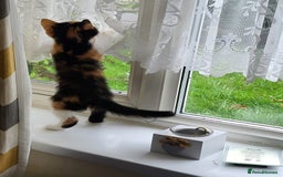 Maine Coon cats for sale: Main coon calico kittens - Image 2