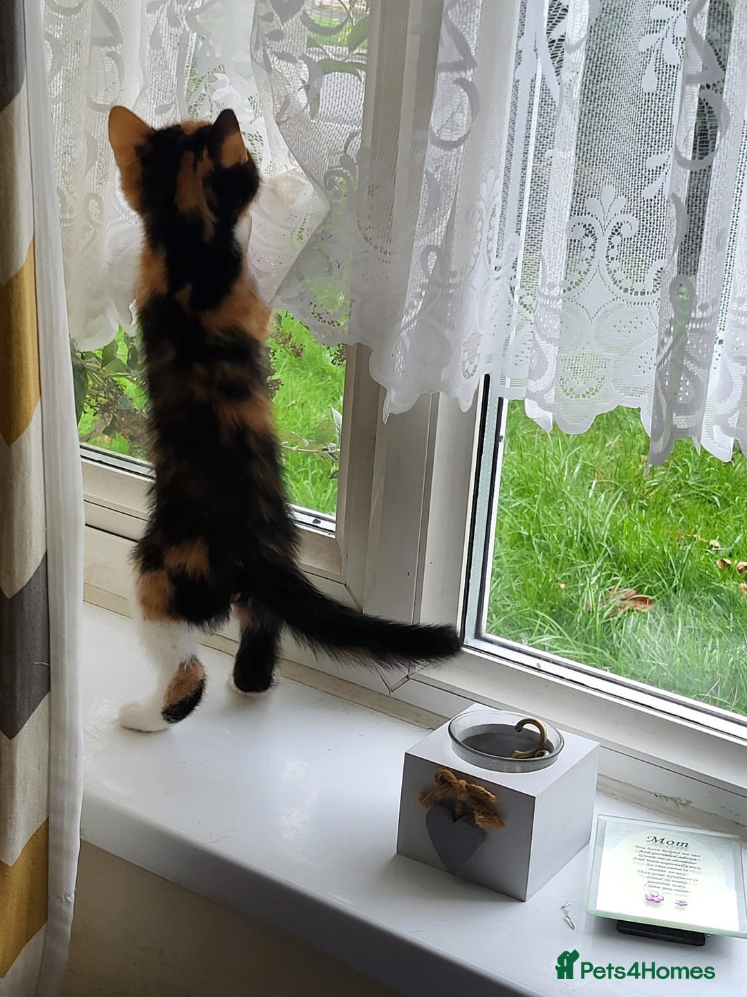 Maine Coon cats for sale: Main coon calico kittens - Image 2