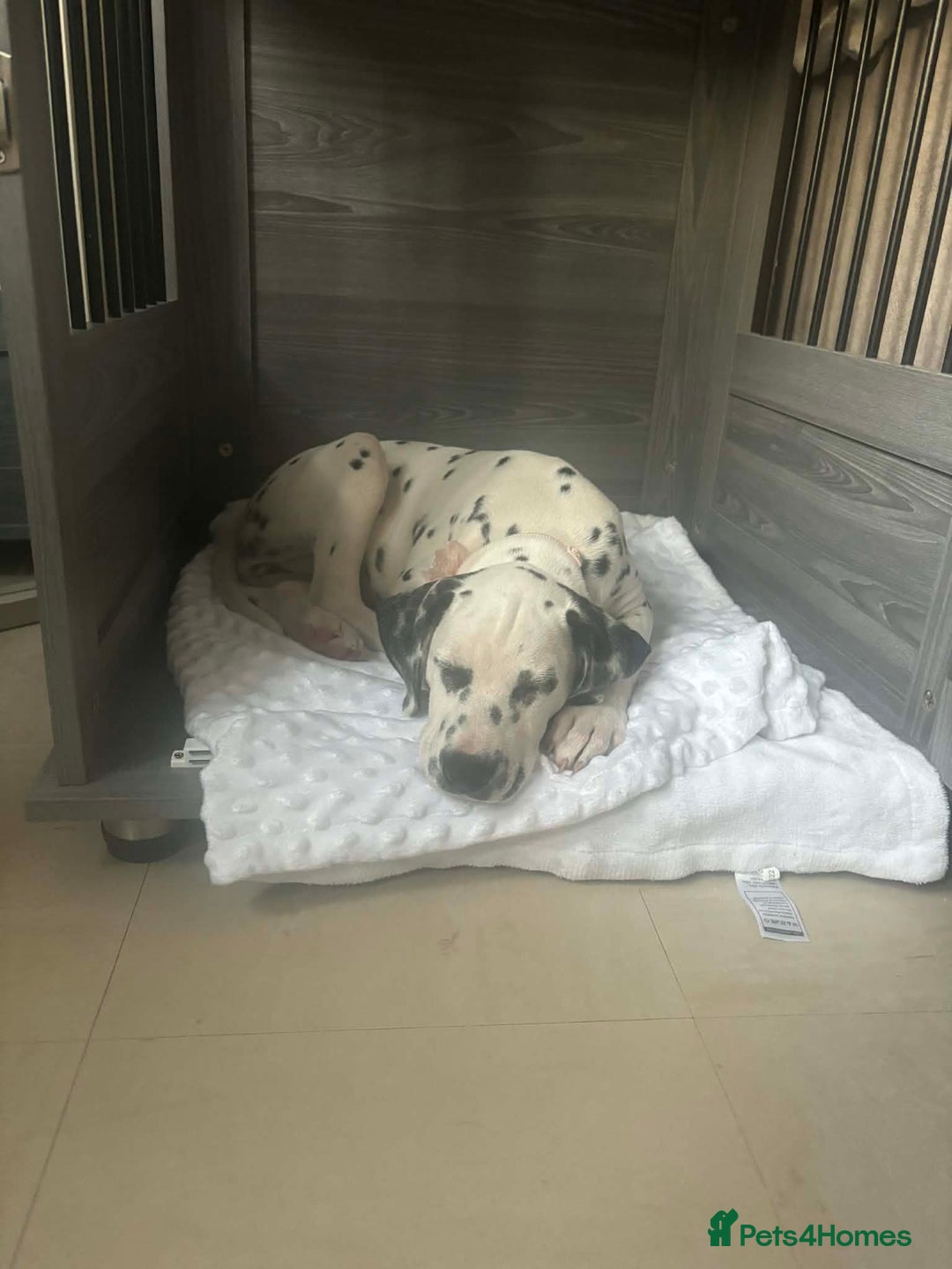 Dalmatian dogs for sale: Dalmatian female  - Advert 4