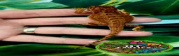 Bearded Dragon reptiles for sale: Holdback Release at HT exotics!!  in Scunthorpe - Advert 6