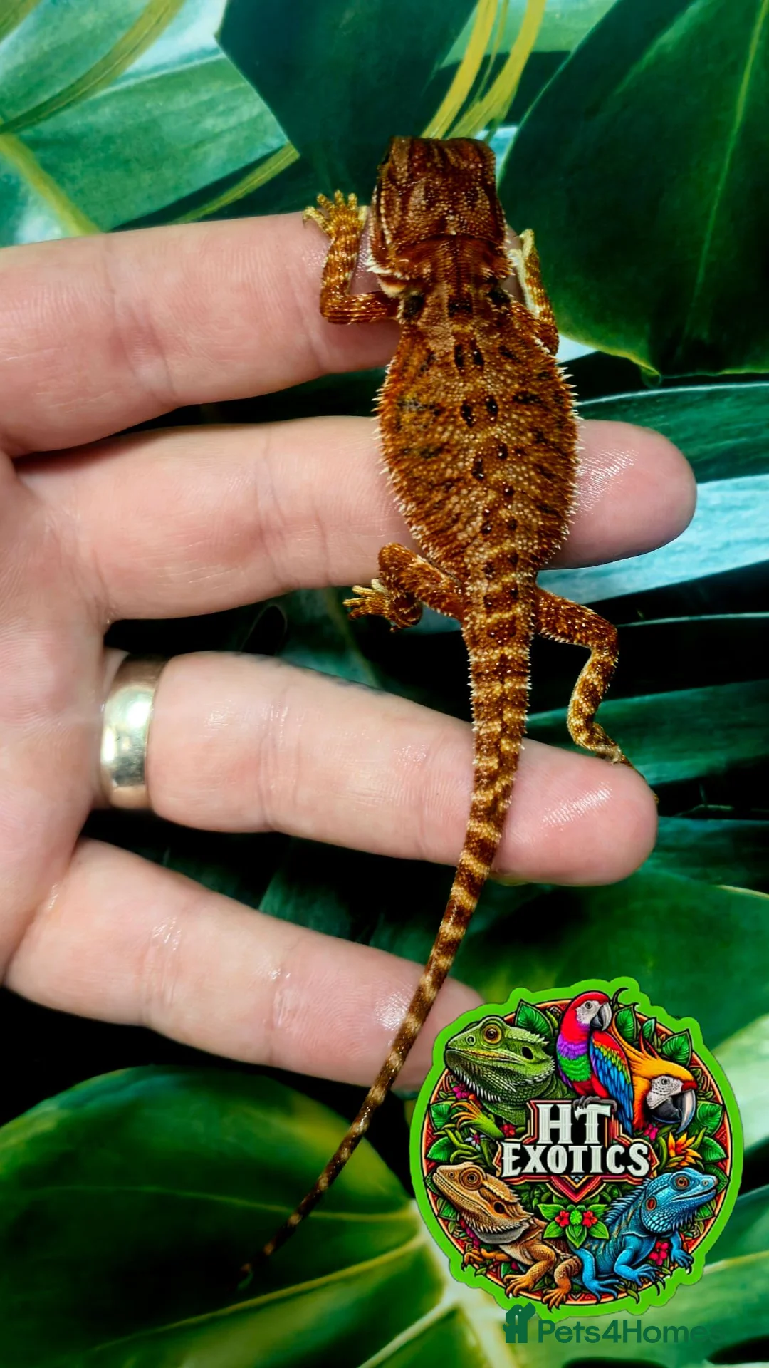 Bearded Dragon reptiles for sale: Holdback Release at HT exotics!!  in Scunthorpe - Advert 6