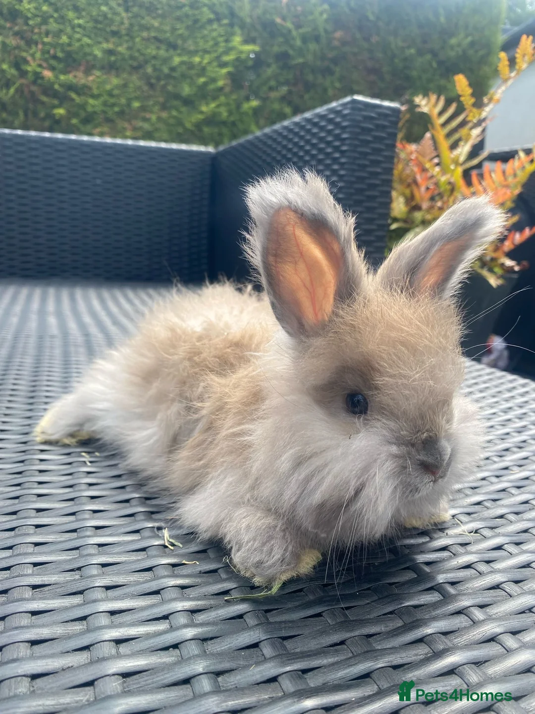 Angora rabbits for sale: Pure bred Angora bunnies £185 - Advert 1