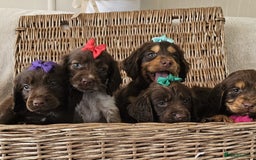 Cocker Spaniel dogs for sale: Ready this Thursday vet checked  - Image 9