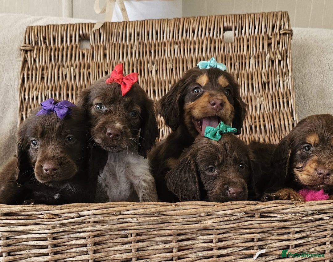 Cocker Spaniel dogs for sale: Ready this Thursday vet checked  - Image 9