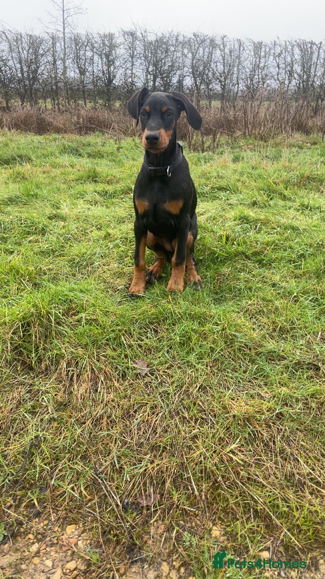 Dobermann dogs for sale: KC Reg DCM Clear Female Doberman Pup - Advert 5