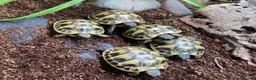 Tortoise reptiles for sale: Hermanns Tortoise Hatchlings - Advert 3