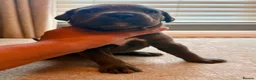 Cane Corso dogs for sale: X-Man Bloodline, Pedigree Cane Corso Puppies - Advert 34