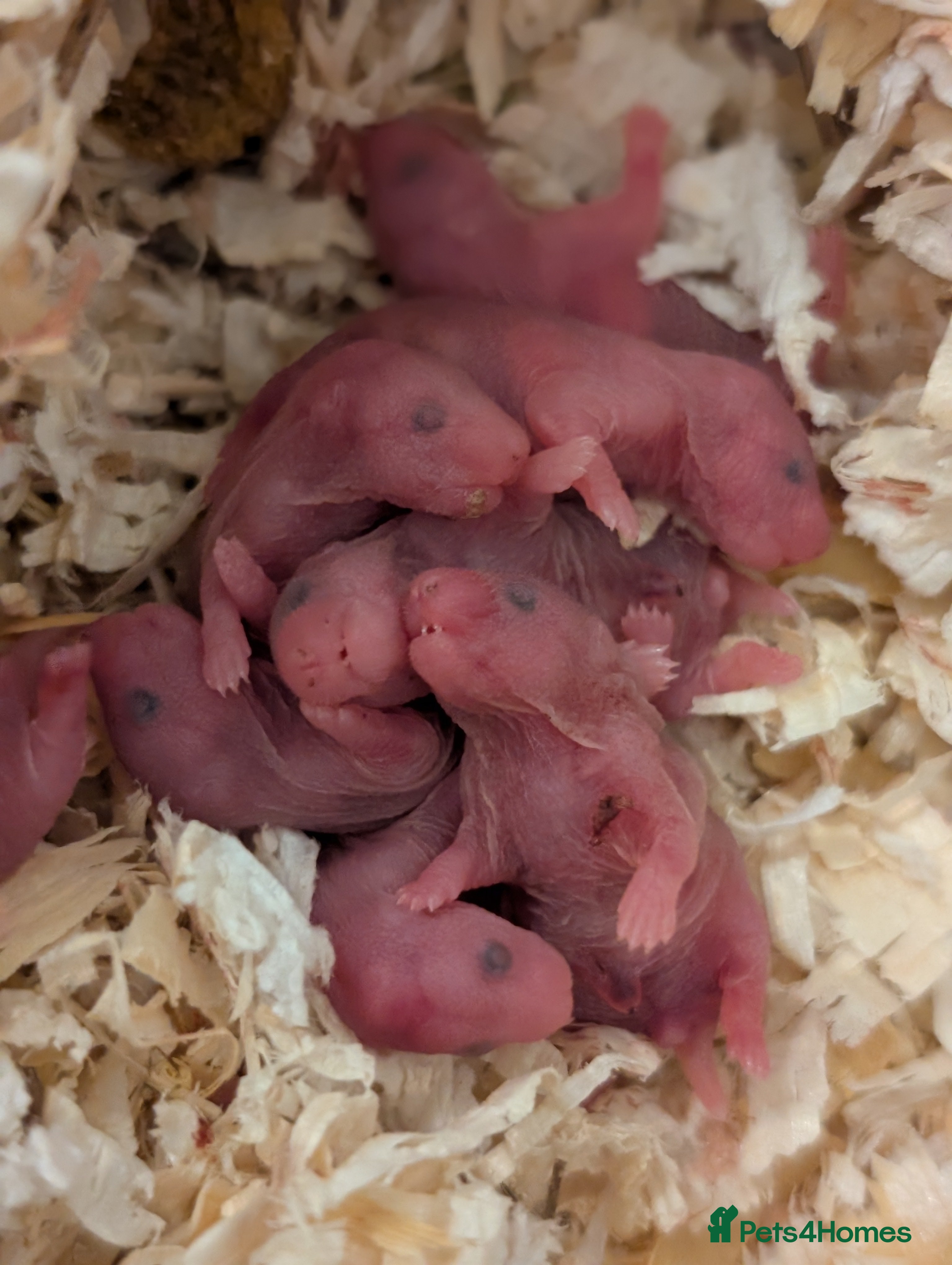 Hamster rodents Pedigree syrian hamsters  - Advert 14