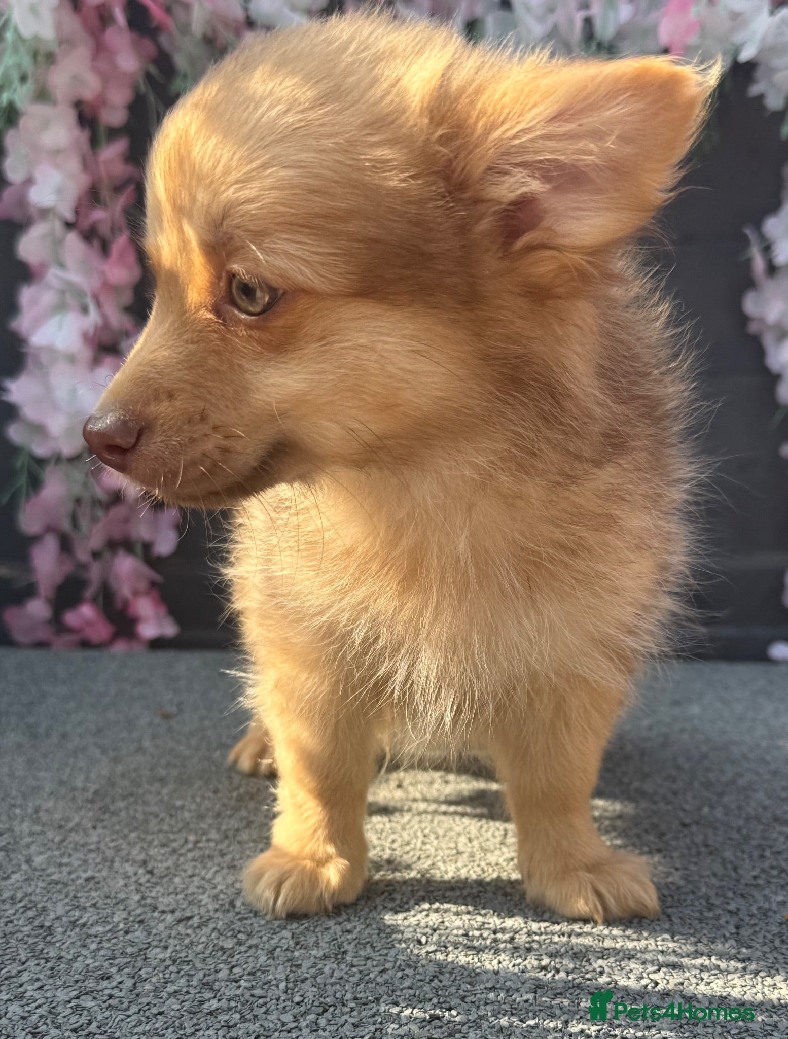 Pomchi dogs Last super loving boy ready now - Advert 2