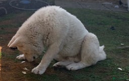 Akita dogs for sale: Pedigree American Akita  - Image 1