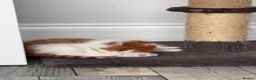 Mixed Breed cats for sale: 6 pretty little angel  in Northampton - Advert 40