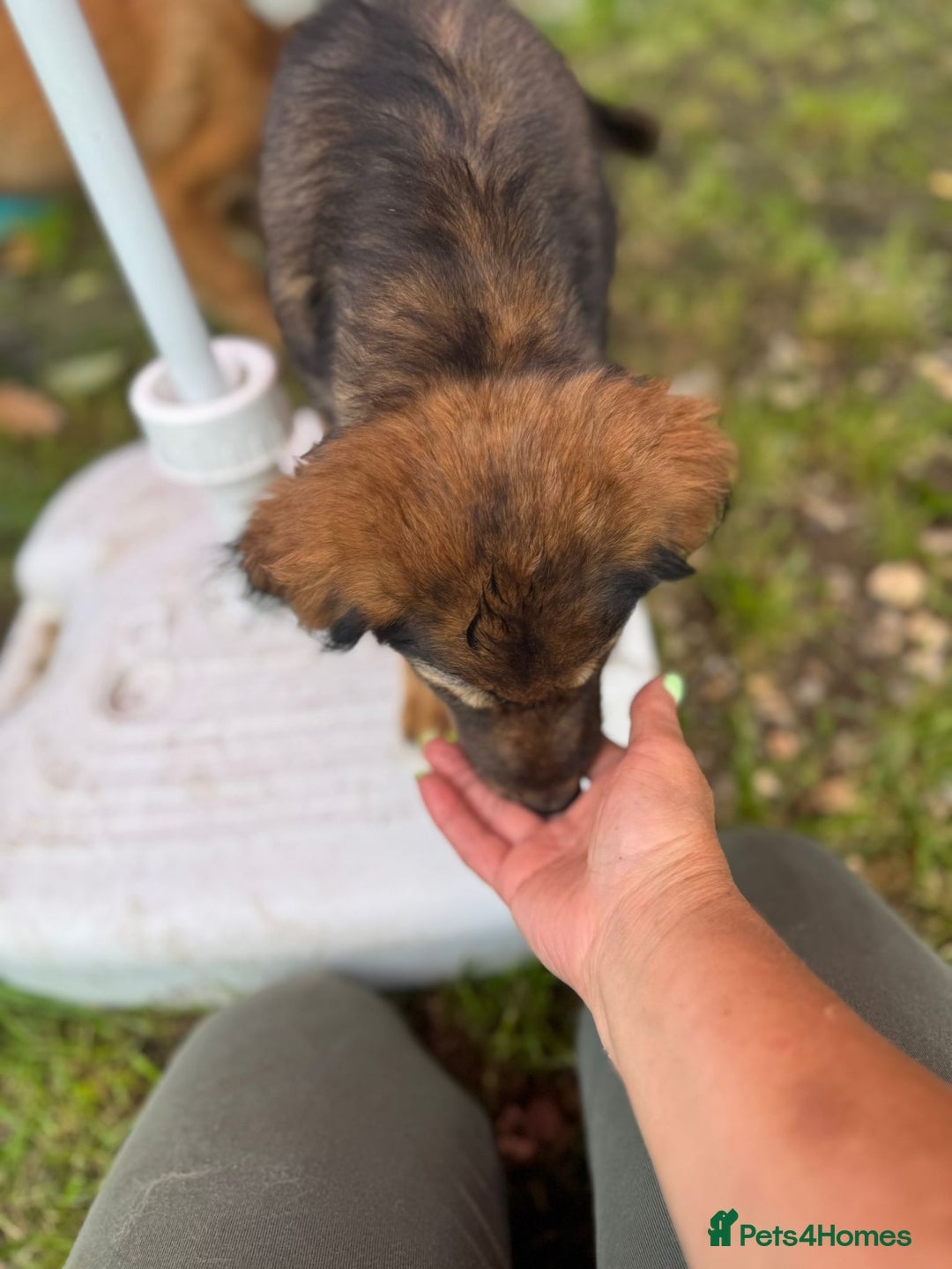 Mixed Breed dogs for adoption: RITA – a Superb young Girl for a Loving Home - Advert 14