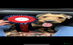 Mixed Breed dogs for sale: Lovely Lakeland Terrier Puppies  - Advert 6