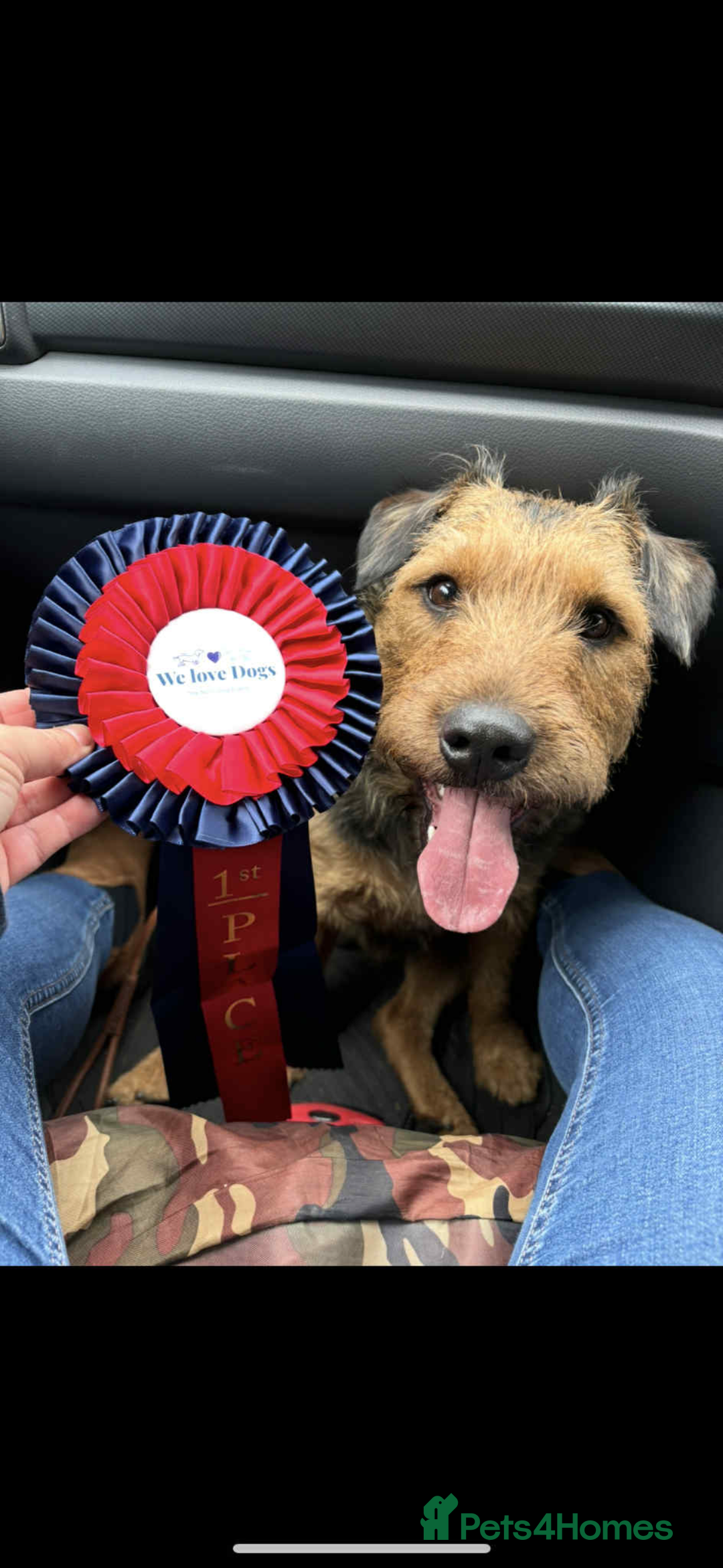 Mixed Breed dogs for sale: Lovely Lakeland Terrier Puppies  - Advert 6