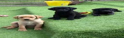 Labrador Retriever dogs for sale: Gorgeous Back & Yellow Pedigree Labradors  - Advert 10