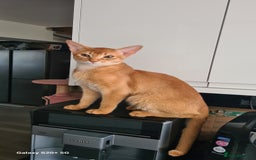 Abyssinian cats for sale: Abisinian kittens  - Image 9