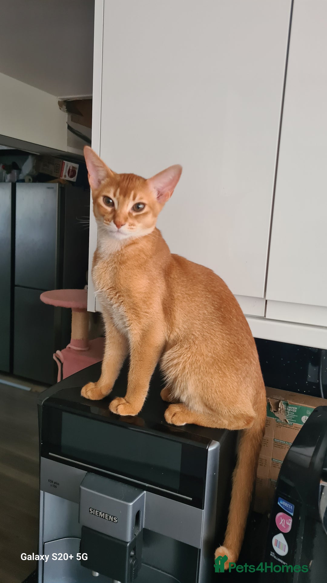 Abyssinian cats for sale: Abisinian kittens  - Image 9