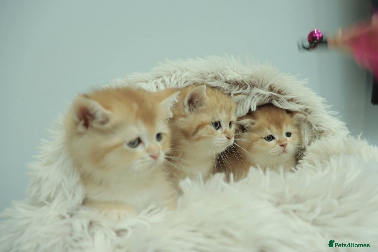 British Shorthair cats Stunning Champion Bloodlines kittens  - Advert 5