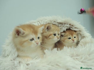 British Shorthair cats Stunning Champion Bloodlines kittens - Advert 6