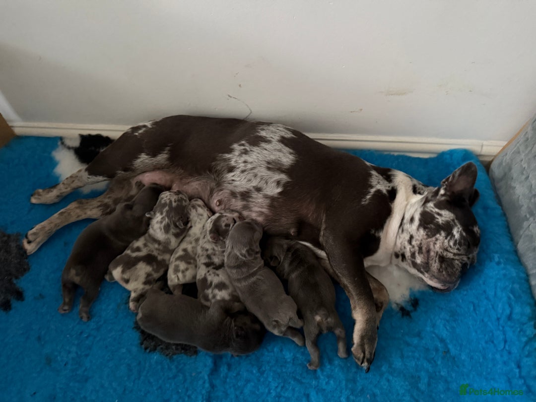 French Bulldog dogs for sale: French bulldog ready before  **   ** 🥰 - Advert 2