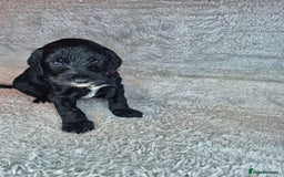 Irish Doodle dogs for sale: Toy Irish Doodle Puppies For Sale  - Image 31