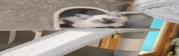 Ragdoll cats for sale: Ragdoll  - Advert 14