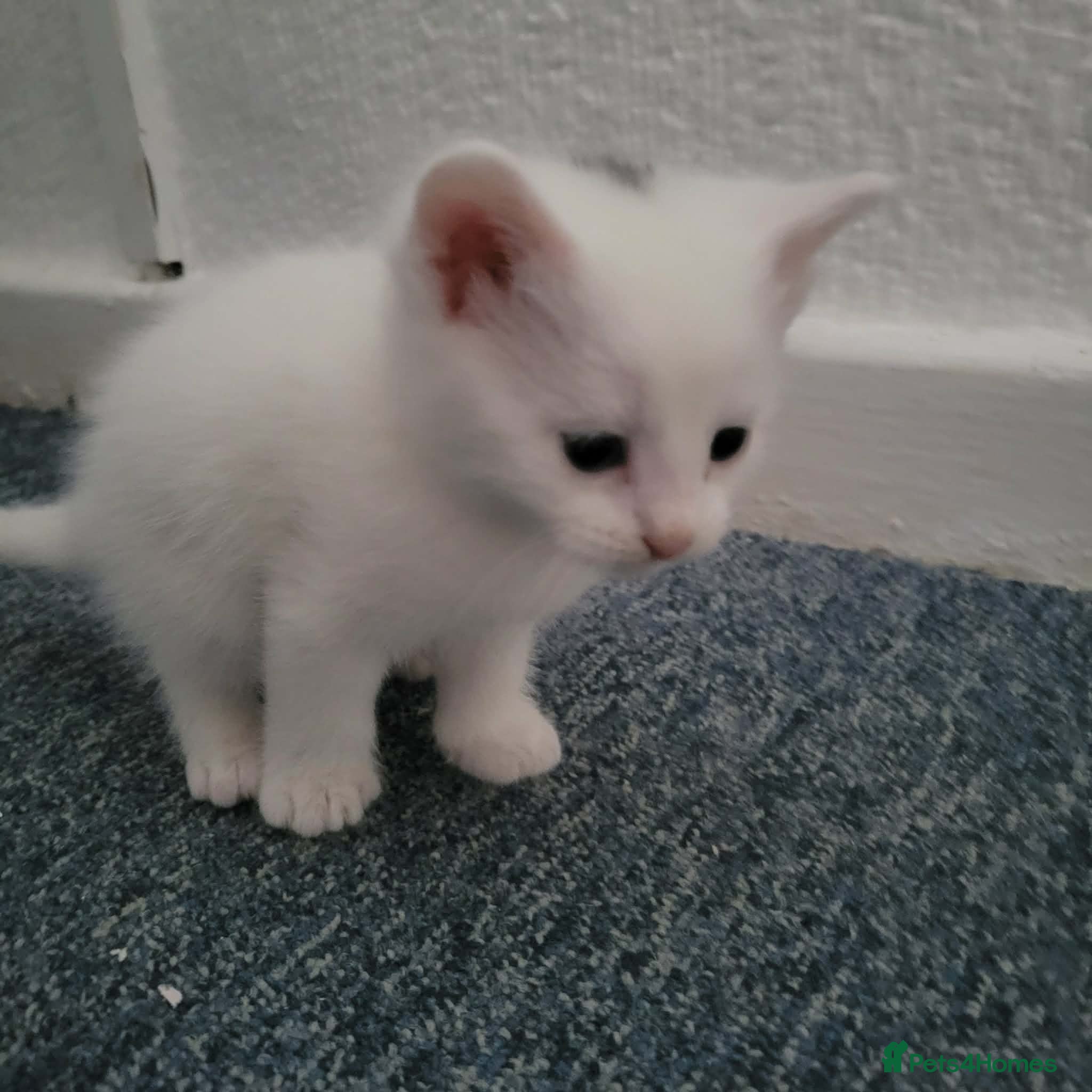 Mixed Breed cats for sale: kittens ,beautiful 6 kittens  - Advert 1