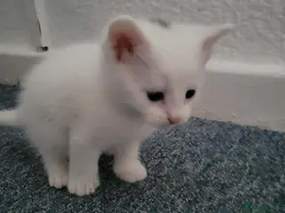 Mixed Breed cats kittens ,beautiful 6 kittens - Advert 4