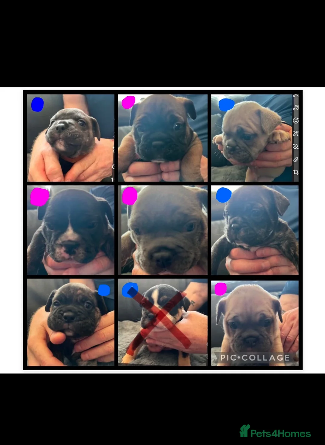 Mixed Breed dogs for sale: FRENGLISH BULLDOG PUPPIES - Advert 1